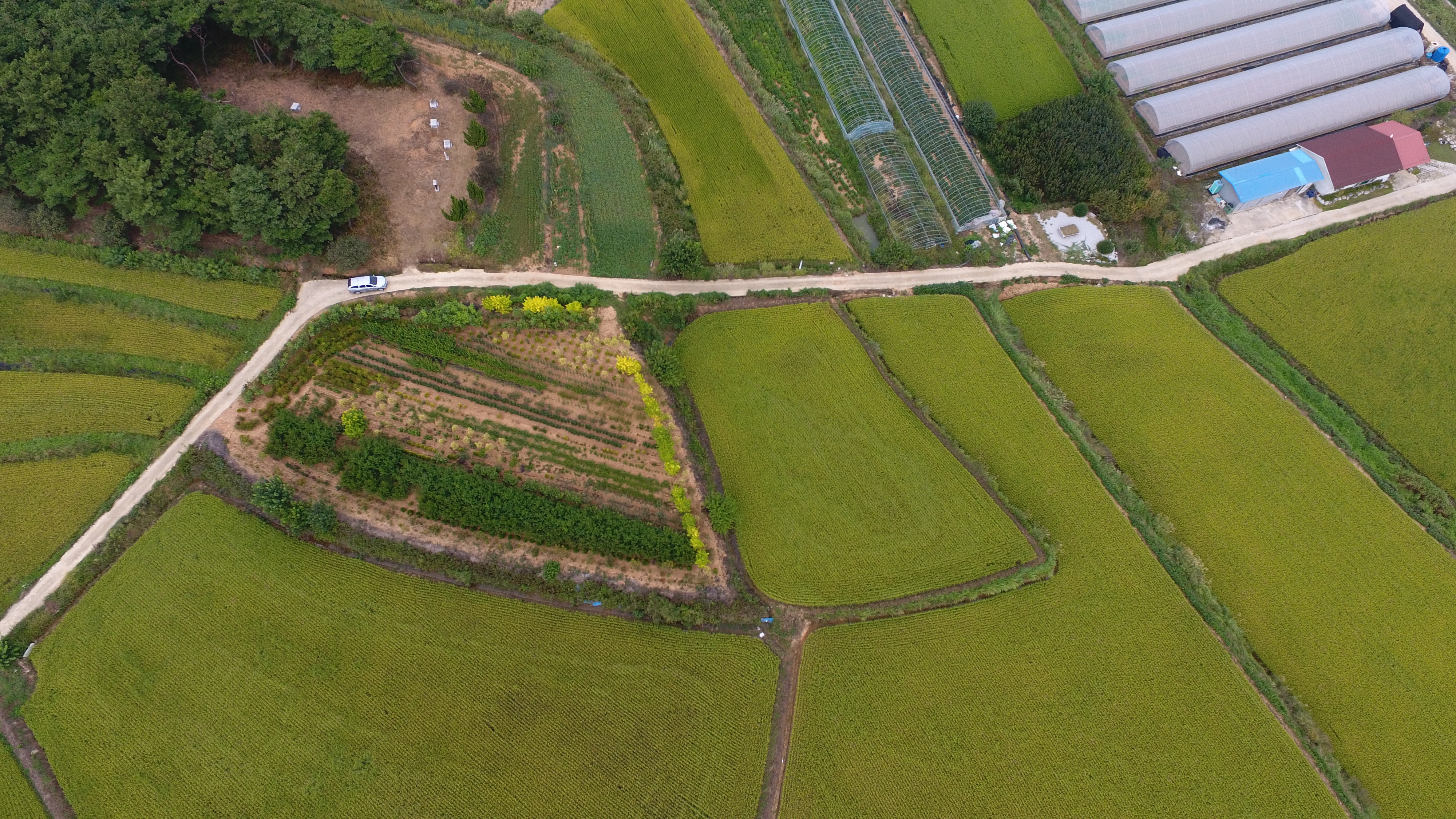 1751336483_20190911 삼기 밭 드론사진 (2).JPG